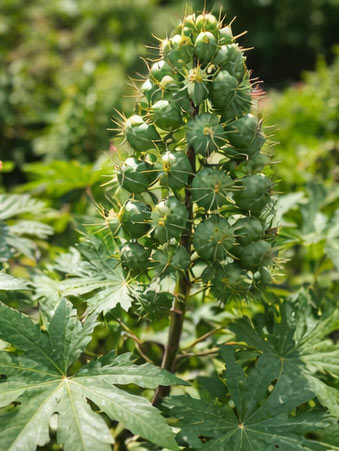 Castor plant, a poisonous non-edible crop avoided by animals in India